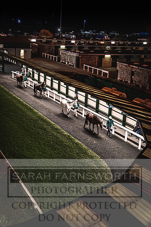 Goffs Nov Breeding Stock Sale 22-367