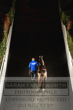 Goffs Nov Breeding Stock Sale 22-379
