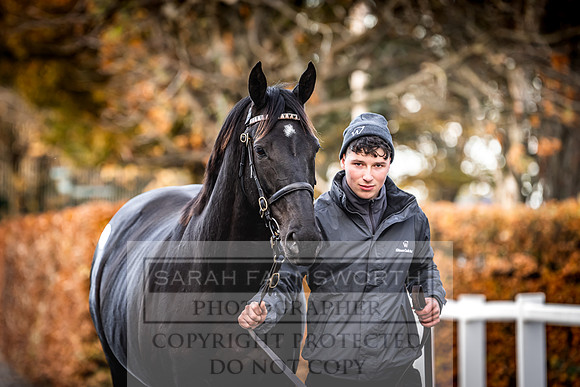 Goffs Nov Breeding Stock Sale 22-293