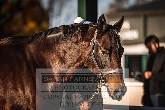 Goffs Nov Breeding Stock Sale 22-146