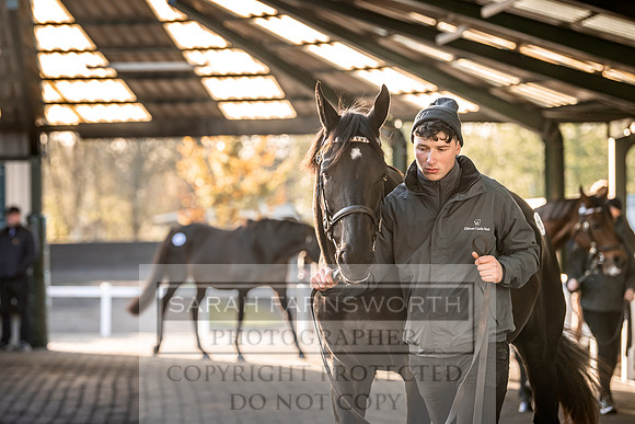 Goffs Nov Breeding Stock Sale 22-278