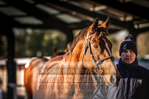 Goffs Nov Breeding Stock Sale 22-140