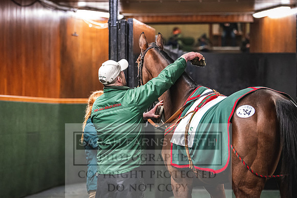Goffs Nov Breeding Stock Sale 22-410