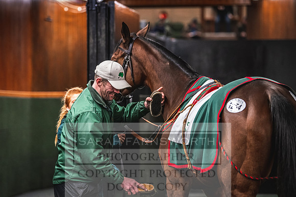 Goffs Nov Breeding Stock Sale 22-411