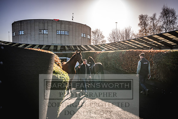 Goffs Nov Breeding Stock Sale 22-176
