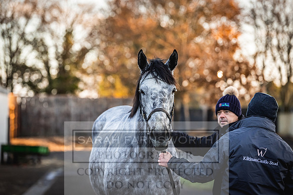 Goffs Nov Breeding Stock Sale 22-75