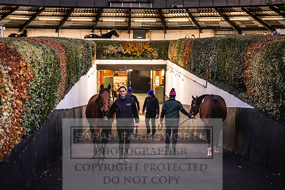 Goffs Nov Breeding Stock Sale 22-348
