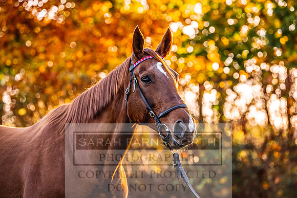 Goffs Nov Breeding Stock Sale 22-93