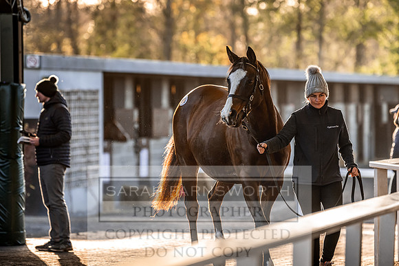 Goffs Nov Breeding Stock Sale 22-279