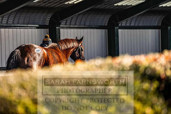 Goffs Nov Breeding Stock Sale 22-180
