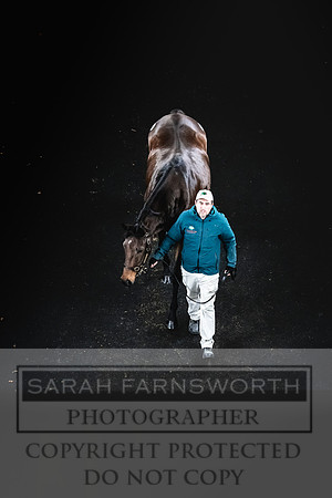 Goffs Nov Breeding Stock Sale 22-385