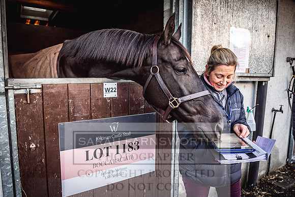 Goffs Nov Breeding Stock Sale 22-73