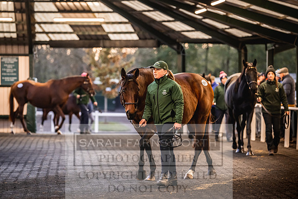 Goffs Nov Breeding Stock Sale 22-340