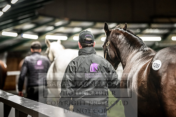 Goffs Nov Breeding Stock Sale 22-437