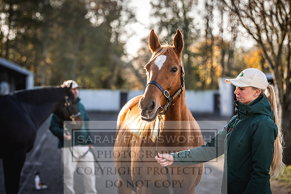 Goffs Nov Breeding Stock Sale 22-269