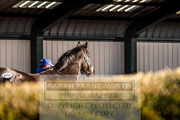 Goffs Nov Breeding Stock Sale 22-183