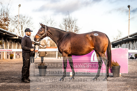 Goffs Nov Breeding Stock Sale 22-321