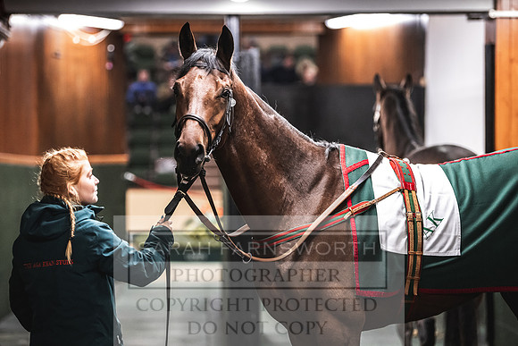 Goffs Nov Breeding Stock Sale 22-406