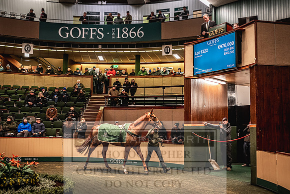 Goffs Nov Breeding Stock Sale 22-356