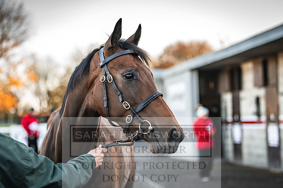 Goffs Nov Breeding Stock Sale 22-89