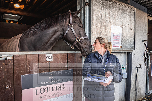 Goffs Nov Breeding Stock Sale 22-74