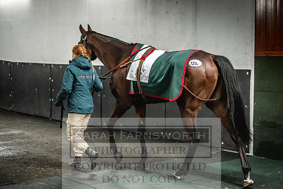 Goffs Nov Breeding Stock Sale 22-421