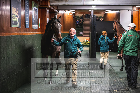Goffs Nov Breeding Stock Sale 22-408