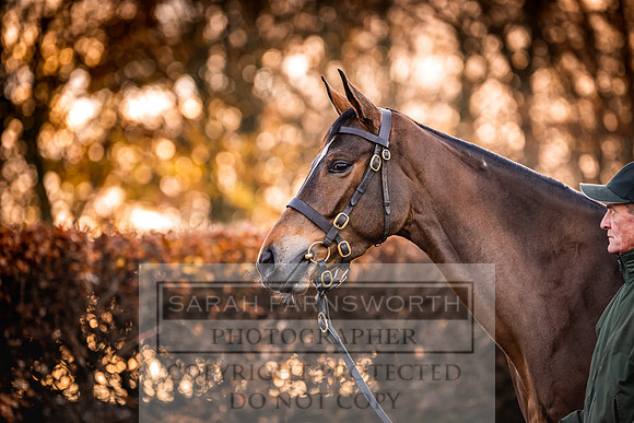 Goffs Nov Breeding Stock Sale 22-53
