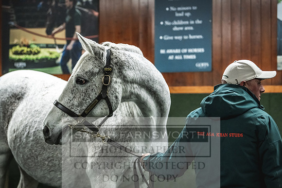 Goffs Nov Breeding Stock Sale 22-392
