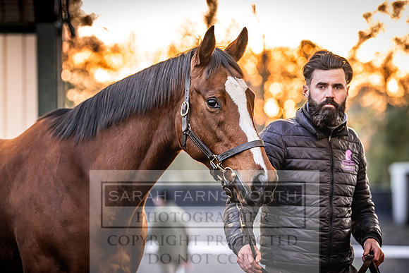 Goffs Nov Breeding Stock Sale 22-330
