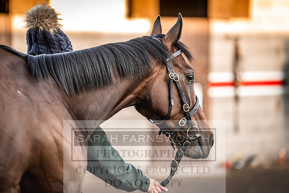 Goffs Nov Breeding Stock Sale 22-86