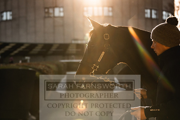 Goffs Nov Breeding Stock Sale 22-155