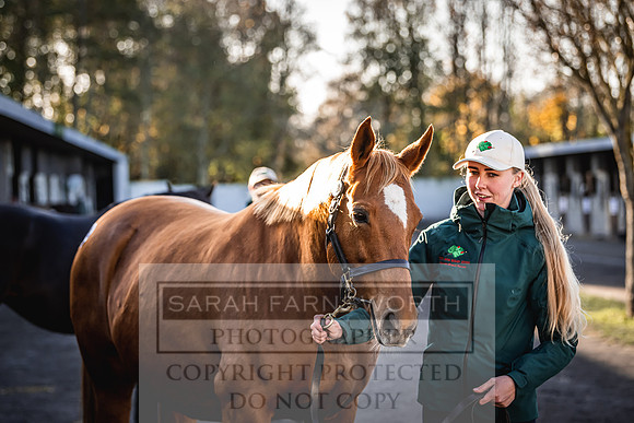 Goffs Nov Breeding Stock Sale 22-268