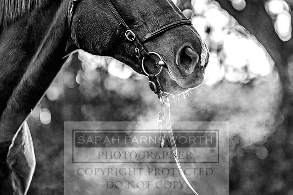 Goffs Nov Breeding Stock Sale 22-95