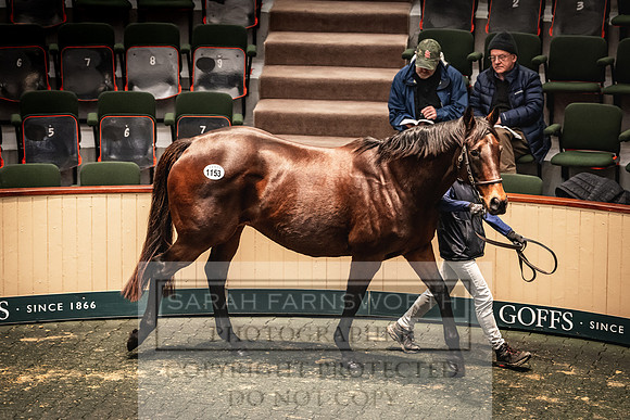 Goffs Nov Breeding Stock Sale 22-264