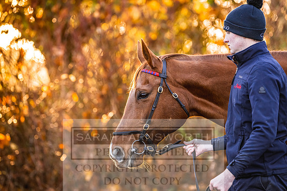 Goffs Nov Breeding Stock Sale 22-112