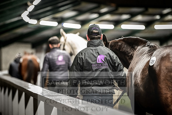 Goffs Nov Breeding Stock Sale 22-438