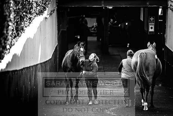 Goffs Nov Breeding Stock Sale 22-236