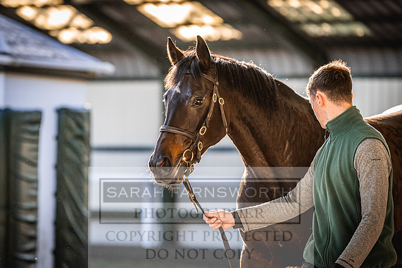 Goffs Nov Breeding Stock Sale 22-230