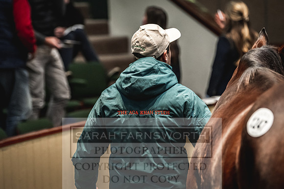 Goffs Nov Breeding Stock Sale 22-390