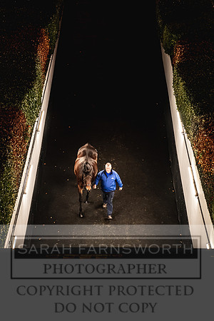 Goffs Nov Breeding Stock Sale 22-369