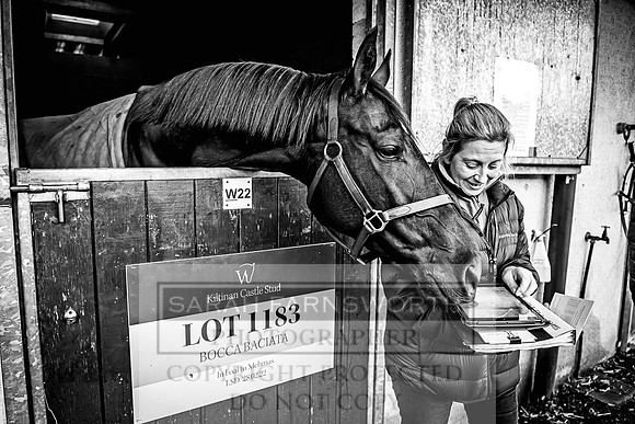Goffs Nov Breeding Stock Sale 22-72