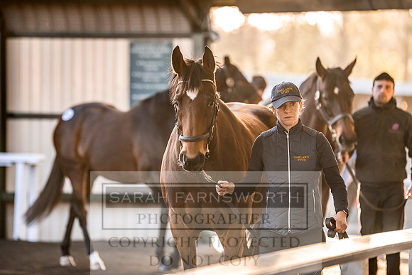 Goffs Nov Breeding Stock Sale 22-283