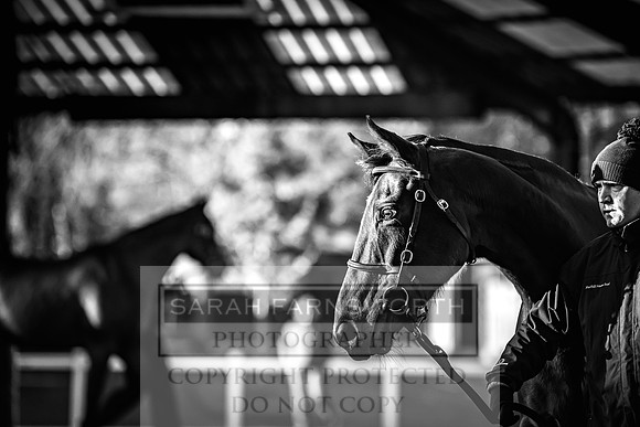Goffs Nov Breeding Stock Sale 22-133
