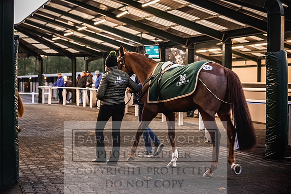 Goffs Nov Breeding Stock Sale 22-342