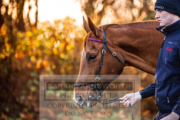 Goffs Nov Breeding Stock Sale 22-110