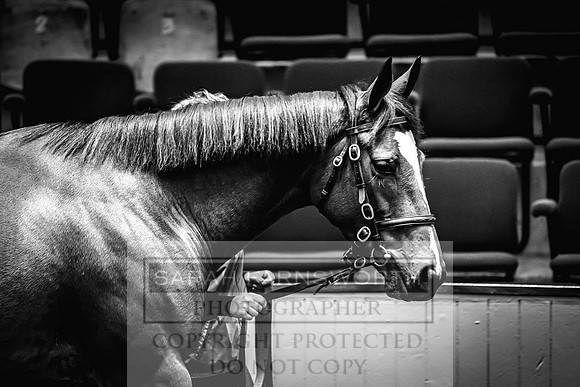 Goffs Nov Breeding Stock Sale 22-428