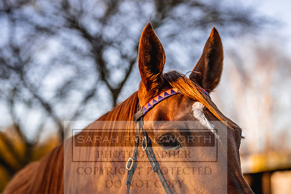 Goffs Nov Breeding Stock Sale 22-108