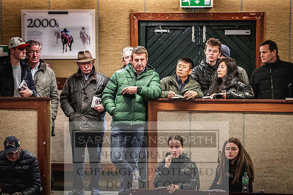 Goffs Nov Breeding Stock Sale 22-257