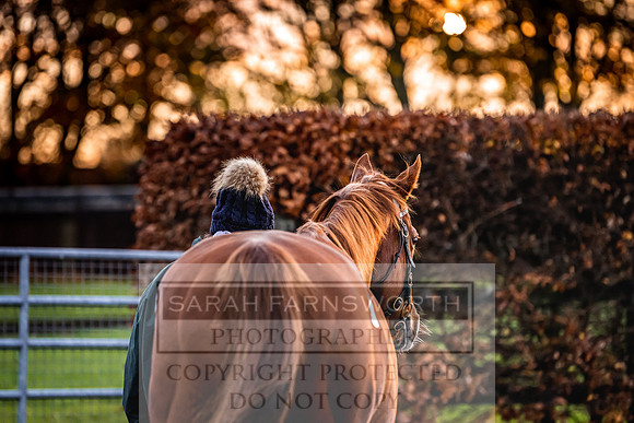 Goffs Nov Breeding Stock Sale 22-22